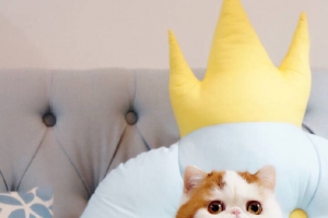 抱枕白色猫咪素材