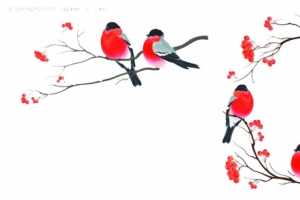 喜鹊