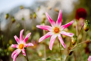 大丽花honka粉红色 大丽花 花 花瓣 粉红色 4k壁纸 3840x2160