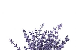 一盆紫色的花.