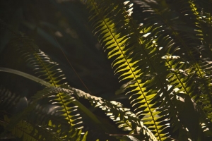 蕨类植物 微距 深色 树叶 4k壁纸 3840x2160