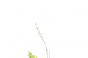 水彩小树