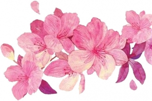 中国风桃花 粉色