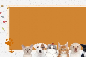萌宠来袭可爱黄色简约banner