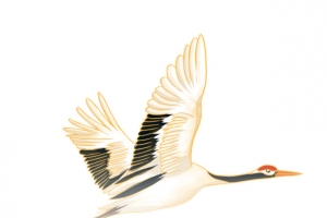 国潮国风仙鹤插画