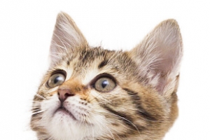 实物可爱的小花猫