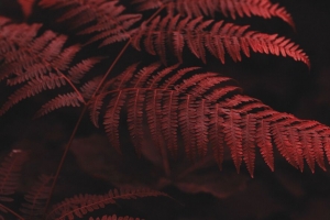 蕨类植物 叶子 宏 红色 4k壁纸 3840x2160