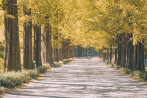 路 路径 小巷 光 自然 4k壁纸 3840x2160