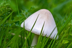 蘑菇 草 宏观 4k壁纸 3840x2160