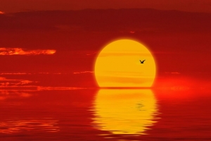 太阳 日落 剪影 鸟 红色 4k壁纸 3840x2160