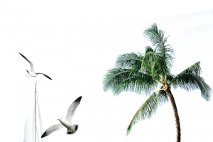 椰子树与海鸥高清PNG透明免扣设计素材免费下载