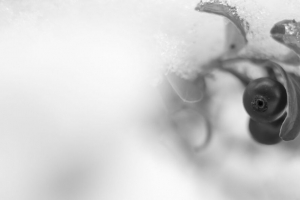 浆果 树叶 雪 模糊 黑白 宏观 4k壁纸 3840x2160
