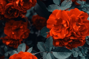 玫瑰 灌木 花 芽 红色 4k壁纸 3840x2160