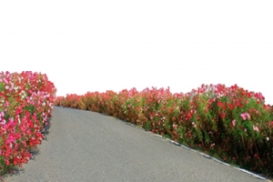 柏油路和花