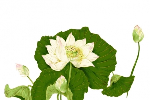 工笔画莲花
