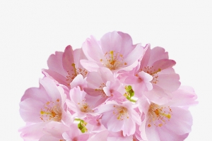 樱花花簇花朵 小清新