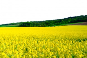 黄色油菜花开田野