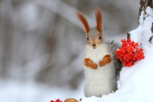 冬天雪景红色果实与欧亚红松鼠4K高清动物壁纸3840x2160免费下载