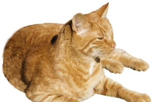 卡通趴着的猫咪抠图