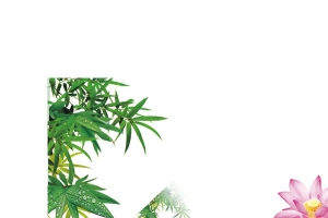 紫色荷花竹林美景
