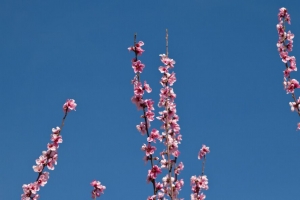 花 树枝 开花 花瓣 天空 4k壁纸 3840x2160