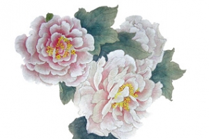工笔芙蓉花