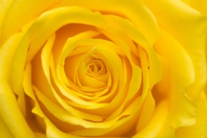 玫瑰 花瓣 花 黄色 4k壁纸 3840x2160