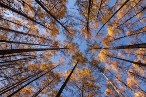 树 树枝 底部视图 天空 秋季 4k壁纸 3840x2160