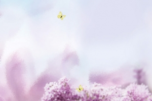 紫色花朵背景