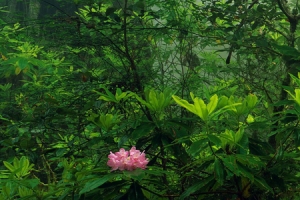森林和花