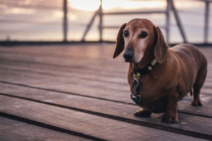 达克斯猎犬 狗 散步 项圈 4k壁纸 3840x2160