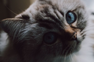 猫 毛茸茸的 宠物 浏览 4k壁纸 3840x2160