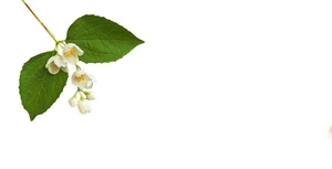 花茶茉莉花清新背景banner