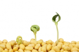 大豆和小菜苗