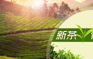 新茶上市banner素材
