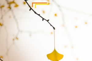 秋季文艺梧桐叶简约黄色banner