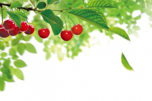 维生素保健樱桃清新背景banner