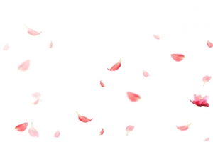 花瓣漂浮元素