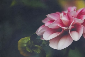 大丽花 花 花瓣 叶子 粉红色 宏观 4k壁纸 3840x2160