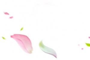 花瓣树叶漂浮元素