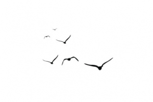 鸟