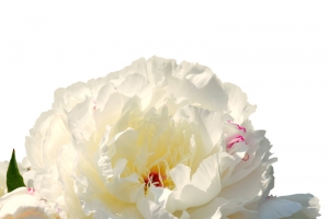 牡丹 白花 绿叶 春天 鲜花