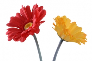 餐桌装饰摆件非洲菊仿真花玻璃插