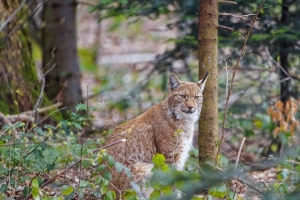 山猫 捕食者 动物 森林 树木 野生动物 4k壁纸 3840x2160
