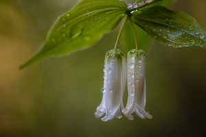 所罗门印章 花 叶 滴 雨 4k壁纸 3840x2160
