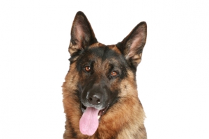 一只威武的德国牧羊犬