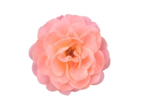 粉色花朵蔷薇科