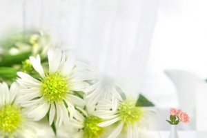 春天温馨花朵景色白色banner