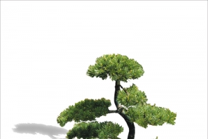 迎客松