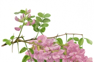 手绘洋槐花
